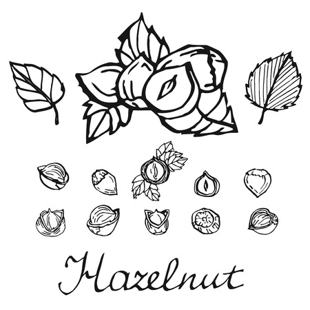 Set of detailed hand drawn hazelnuts isolated on white background. Vector illustration.のイラスト素材