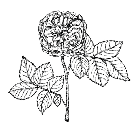 garden rose on a white background. Handmade. Highly detailed hand drawn roses. Vector illustrationのイラスト素材