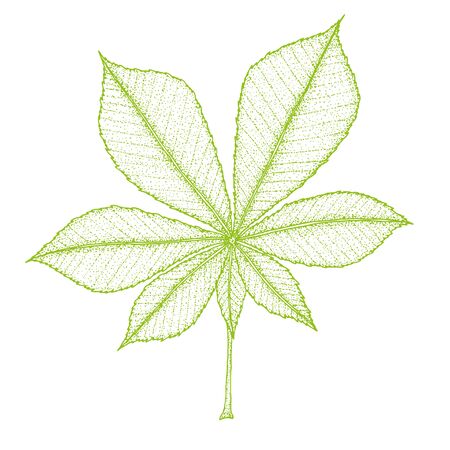 chestnut leaf on a white background.のイラスト素材