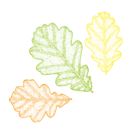 set handmade multicolored  oak leaves. Silhouette on White Background.のイラスト素材