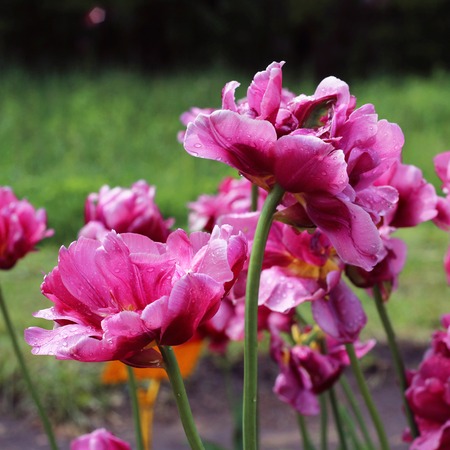 Peony purple tulip on a green background. Tulip with streaks on leaves. Flower tulip after rain in the garden.の写真素材