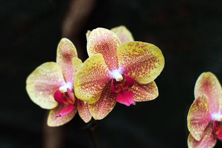 Orchid flowers on a dark background. Yellow flowers in spots.の写真素材