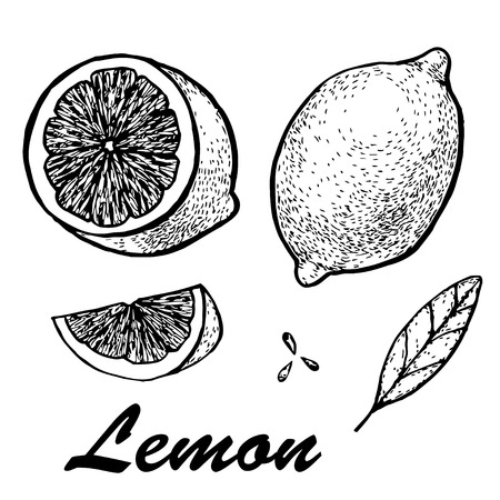 Hand drawn vector illustration of lemon. Detailed citrus drawing. Vector illustration with sketch fruitのイラスト素材