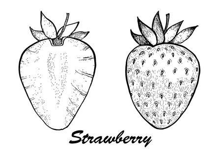 Hand drawn vector illustration -strawberry and in a section. Detailed vegetarian food.のイラスト素材