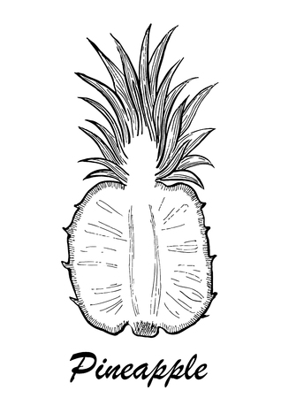 Vector hand drawn pineapple. Exotic tropical fruit vector drawings isolated on white background. Botanical illustration of fruits.のイラスト素材
