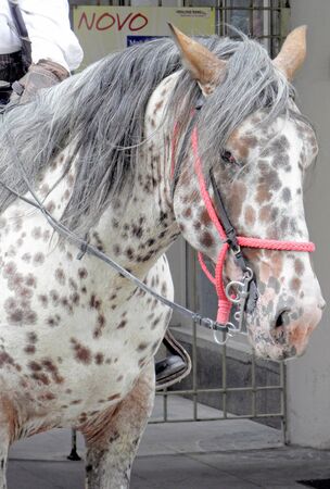 Beautiful spotted horse waiting for a parade.の写真素材