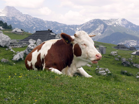 Lazy cow is resting on the grass high in the Slovenian mountains.の写真素材