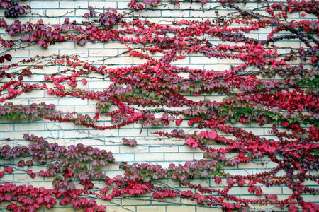 Red autumns ivy on the wall of Zagreb's main cemetery Mirogoj, Croatia, Europe, 2015.の写真素材