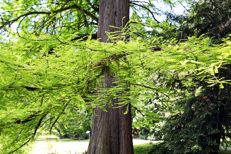 Botanical garden,trees,cedar,Zagreb,Croatia,EU,4の写真素材