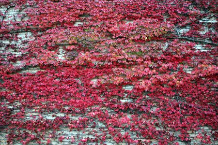 Autumn red leaves of ivy covering the surrounding walls of Zagreb main cemetery Mirogoj, Croatia, Europeの写真素材