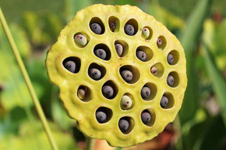 Nelumbo nucifera, plants and flowers by the end of summer,Zagreb, Croatia, Europeの写真素材