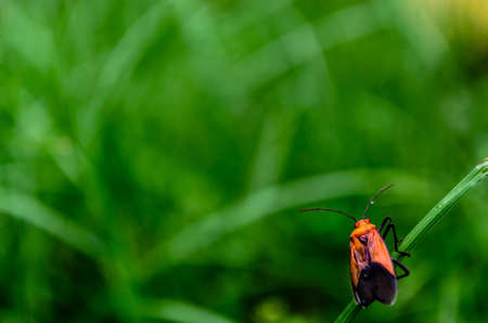 Insect over grassleafの写真素材