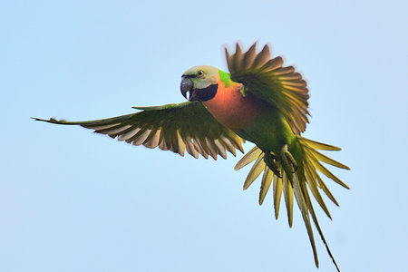 Parrot in flight with wings spread in the air, Pantanal, Brazil