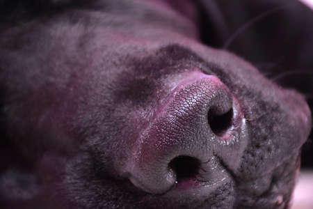 Labrador dog nose closeupの写真素材