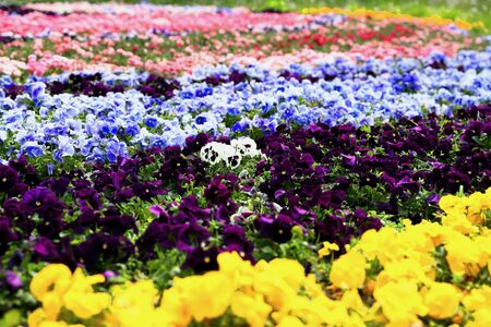 Beautiful pansies in the city parkの写真素材