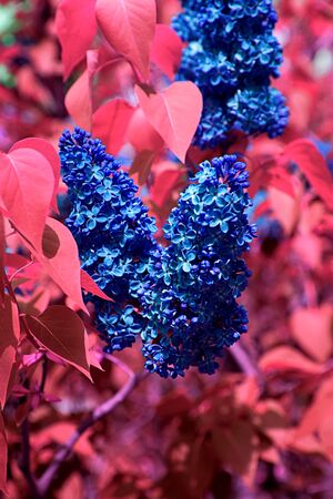 Beautiful blue lilac on a background of red leaves