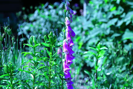 Pink foxglove that blooms in summer in the city botanical garden