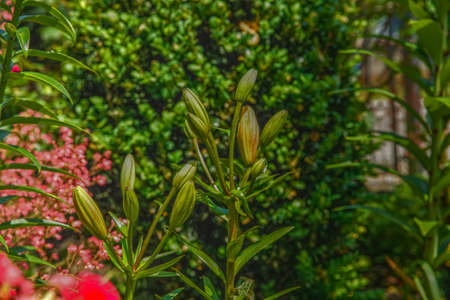 Beautiful spring lilies in a botanical gardenの写真素材