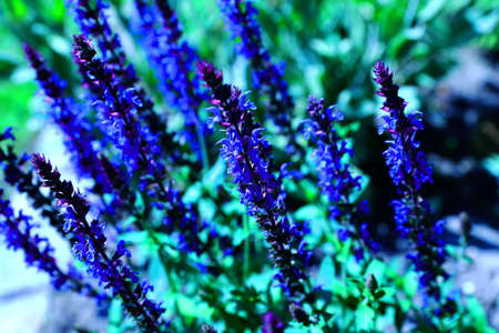 Beautiful lavender flowers blooming in spring in a botanical gardenの写真素材