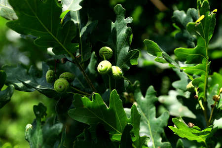 Young acorns that bloom on an oak tree in the summer home garden