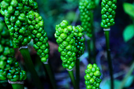 The flower of the Italian picture which blooms in summer in the home gardenの写真素材