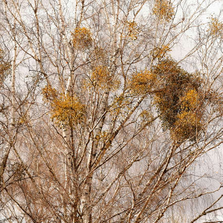 Mistletoe parasitizing the birch in early spring in a suburban clearingの写真素材