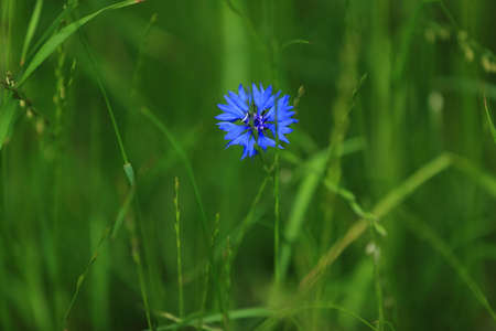 Flowers blooming in spring in a suburban clearing