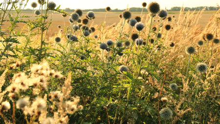 Wild flowering plants on the edge of the farmlandの写真素材