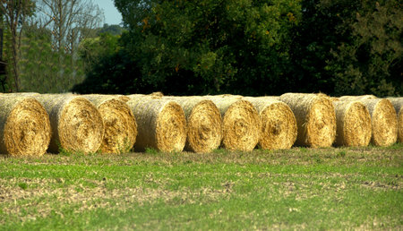 Rolled hay in suburban farmland
