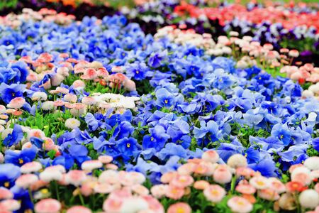 Pansies in the botanical garden