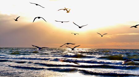 Birds floating on the Baltic Seaの写真素材