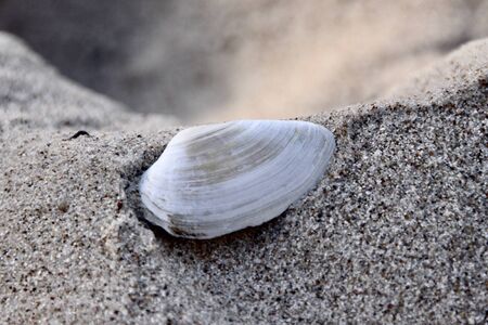 Scallop on a sandy beach