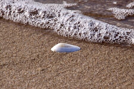 Sea shell on the beach of the Baltic Sea