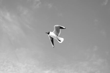 A lonely seagull against the sky on the Baltic Seaの写真素材