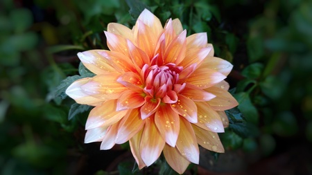 a macro and closeup shot of fully bloomed orange color dahlia flower having water droplets on petalsの写真素材