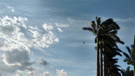 blue sky with thick clouds in which long lush green coconut tree are waving with windの写真素材