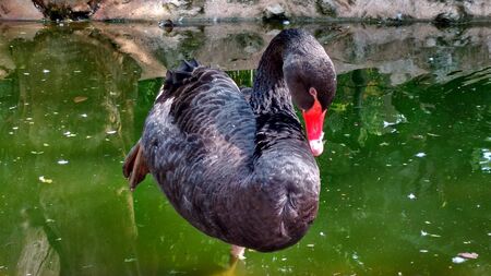 a closeup photograph of black swan meditating on one leg in waterの写真素材