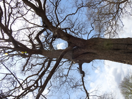 No leaves Tamarind tree at summer time without  leaves, stems with fallen leafs, Branches and stems...