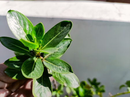 Succulent plant in a green pot on a brick wall background