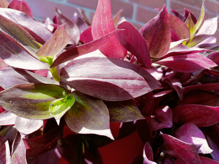 Purple and pink leaves of an ornamental plant close-upの写真素材