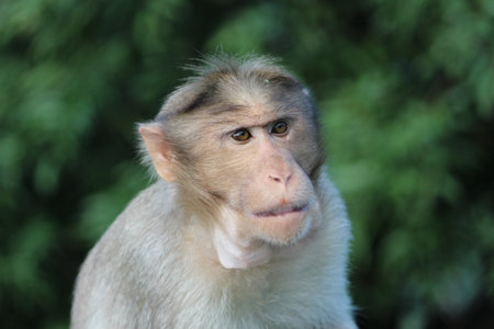 Portrait of a monkey on a background of green trees. The monkey looks at the camera.