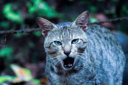 wild catの写真素材