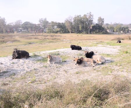 Picture Taken Beside the Shoreline of River Beas Nadaun Hiamchal Pradesh Indiaの写真素材