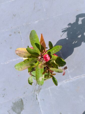 Bautiful Flower Growing in Pot on Flore Indiaの写真素材