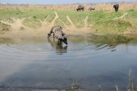 Animal Drinking Water in Pound Indiaの写真素材
