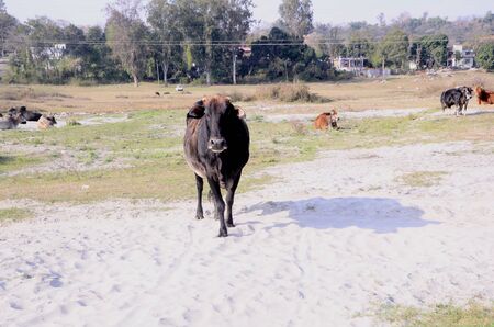 Picture Taken Beside the Shoreline of River Beas Nadaun Hiamchal Pradesh Indiaの写真素材