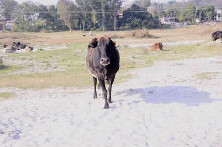 Picture Taken Beside the Shoreline of River Beas Nadaun Hiamchal Pradesh Indiaの写真素材