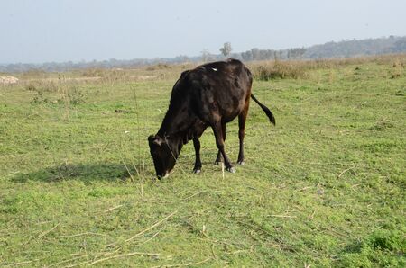Brown Cow Ground of Kaloor Himachal Pradesh India 1の写真素材
