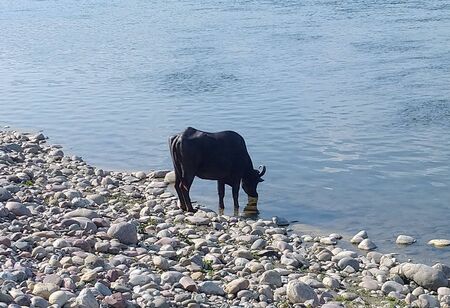 Bufelow Drink water from River Beas Nadaun Himachal Pradesh Indiaの写真素材