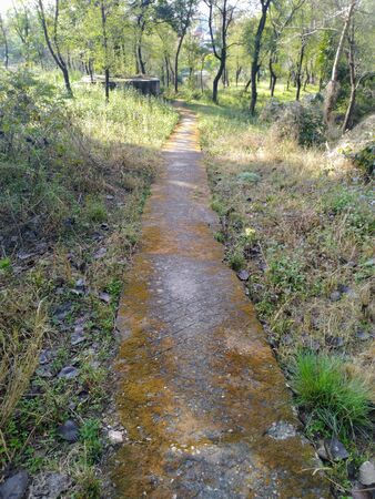 Cemented Pathway in Jungle Himachal Pradesh India Background Viewの写真素材